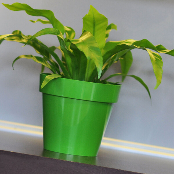 bertopf 2,2 Liter Blumentopf  17 cm glnzend