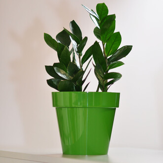 bertopf 2,2 Liter Blumentopf  17 cm glnzend