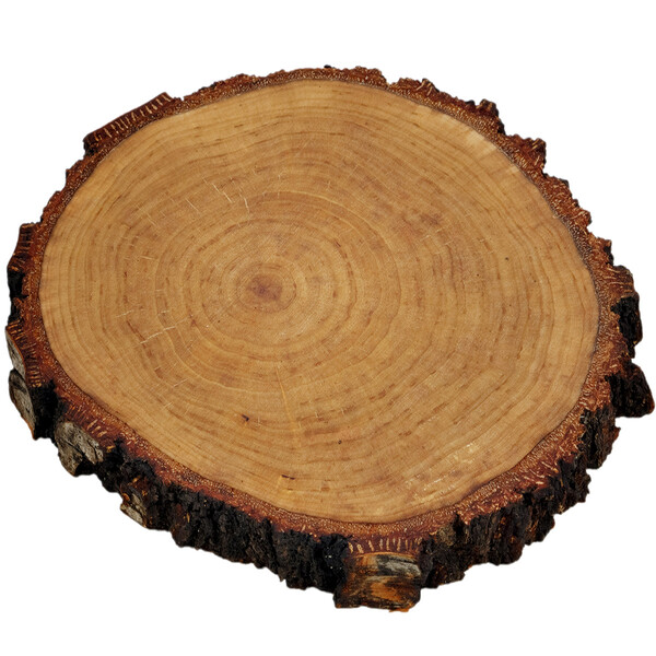 Holzscheibe Ø 15 - 20 cm geölt